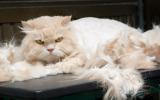 Gato persa con problema de caída de pelo