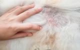 Síntomas de lesiones dermatológicas en perros