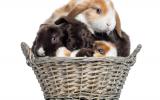 Salud y reproducción del conejo Belier