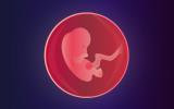 Embrión en la semana 4 de embarazo