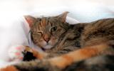 Gato con conjuntivitis tiene un ojo cerrado