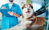 Síntomas de la tos de las perreras y posibles complicaciones