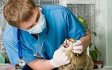 Un veterinario examina la boca de un gato
