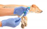 Veterinario prepara insulina para un perro