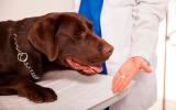 Un veterinario a punto de dar una pastilla a una perra