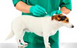 Tratamiento de la infestación por pulgas en el perro