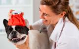 Tratamiento y cuidados del perro con tos de las perreras
