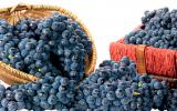 Efectos del vino sobre la salud