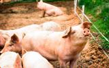 Cerdos en una granja 