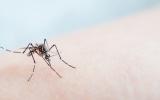 Esterilización del mosquito para controlar el zika