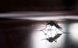 Paraguay declara la emergencia por dengue