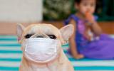 Transmisión del coronavirus por mascotas, perros y gatos