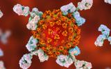 Anticuerpos y coronavirus