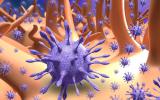 El coronavirus infecta las células del intestino