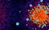 Anticuerpo humano que bloquea la infección por coronavirus