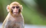 La vacuna y la infección de coronavirus generan inmunidad en macacos