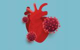 El SARS-CoV-2 podría infectar células cardíacas en el laboratorio