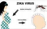 Mecanismo infección zika y microcefalia