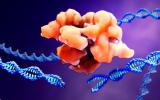 CRISPR-Cas9, eficaz en cáncer