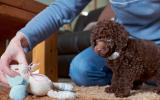 Salud y reproducción del caniche toy o poodle toy