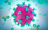 Doble anticuerpo contra el coronavirus