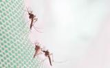 Dengue duplica el riesgo de COVID grave