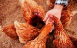 Gripe aviar H10N3: primer contagio humano