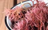 Algas rojas: beneficios para la salud