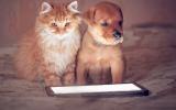 Adoptar una mascota por internet