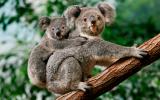 Koalas están en peligro de extinción