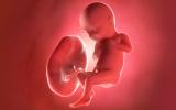 El COVID durante el embarazo puede envejecer la placenta