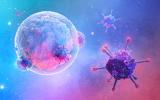Respuesta inmune de glóbulos blancos en terapia celular CAR-T