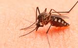 Virus te hacen atractivo a los mosquitos