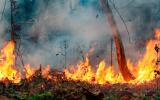 ONU: medidas para evitar los incendios