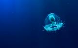 Turritopsis dohrnii, la medusa inmortal