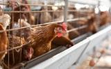 Gripe aviar: primer infectado en España