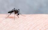 Los mosquitos pican más a unas personas que a otras