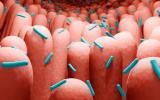 Ilustración 3D de bacterias intestinales