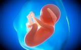 Ilustración 3D de un feto humano de 6 meses