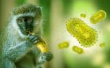 Poxvirus implicados en la viruela del mono