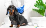 Cachorro de dachshund recibiendo una vacuna