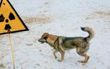 Perro callejero en Chernobyl