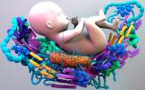 El microbioma del intestino del niño
