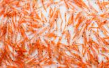 El aceite de krill mejora la salud cardiovascular