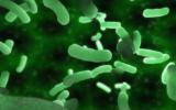 E.coli visto al microscopio