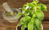 Planta de stevia y stevia seca