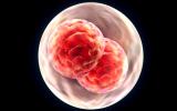 División celular de un óvulo