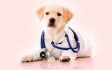 Adiestrar perros para detectar enfermedades metabólicas y cáncer