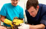 Dos voluntarios examinan a un animal silvestre rescatado