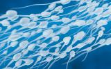 Espermatozoides y concepto de fertilidad